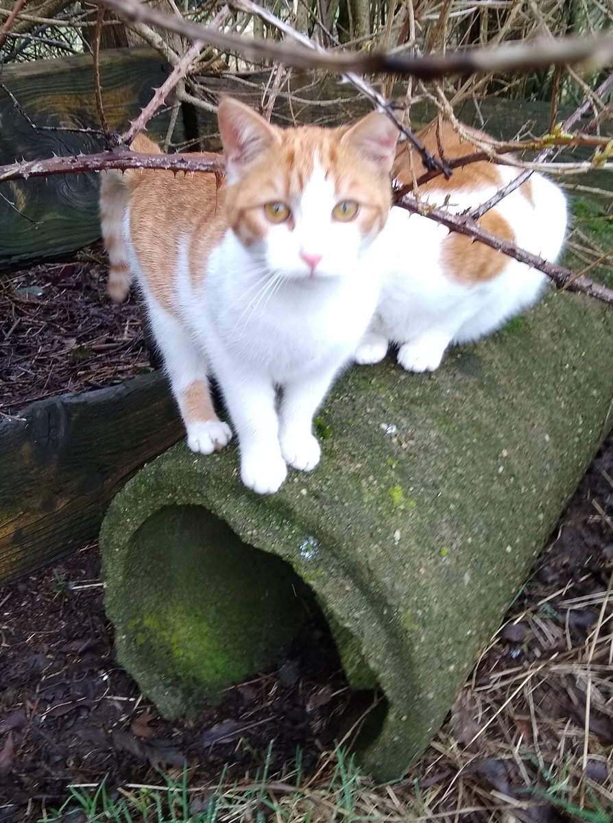 everchanging's tweet photo. @AllotmentCat with lots of tears and now it end with happy tears.

Thank you so much to all involved for making this possible! https://t.co/4OmsmZA6a3