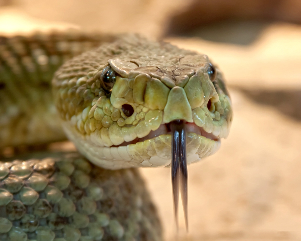 .@jcileaders Hey, this is the 21st century, time for #RattlesnakeRoundups to hit the dust! Create a kinder, more compassionate fundraiser! #SnakesareCool #stoptheroundups #snakesarebeneficial Hissssssss...🐍🐍🐍