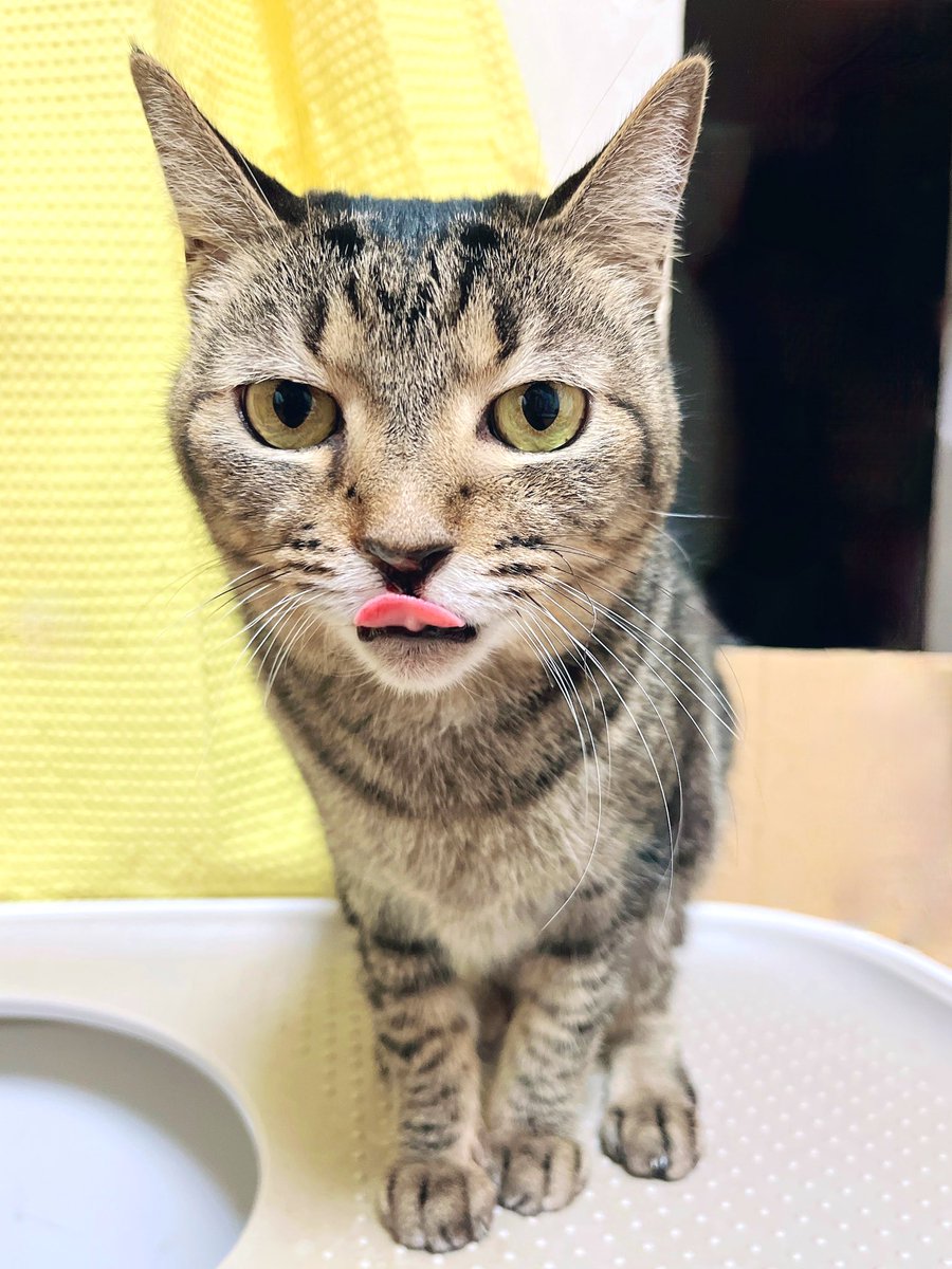 kgrmnk's tweet image. ぺろん👅
　#毎日が猫の日