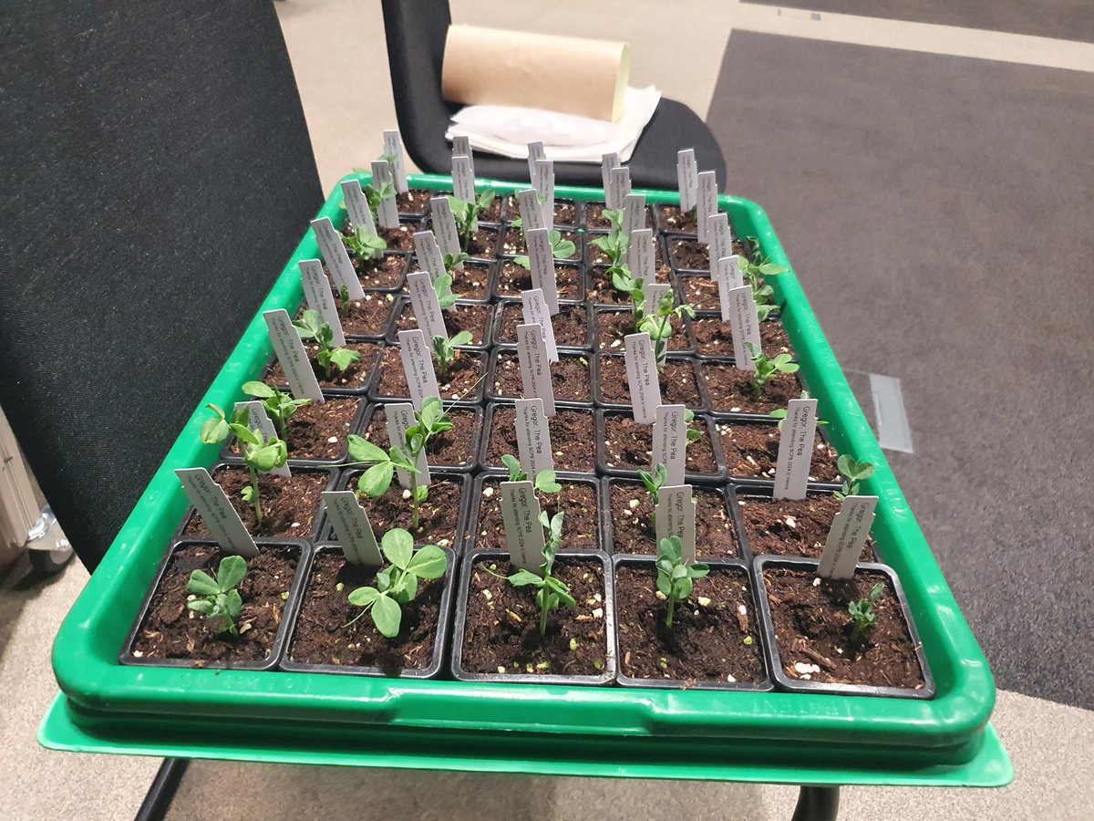 Student Conference of Plant Biology 2024 tweet media