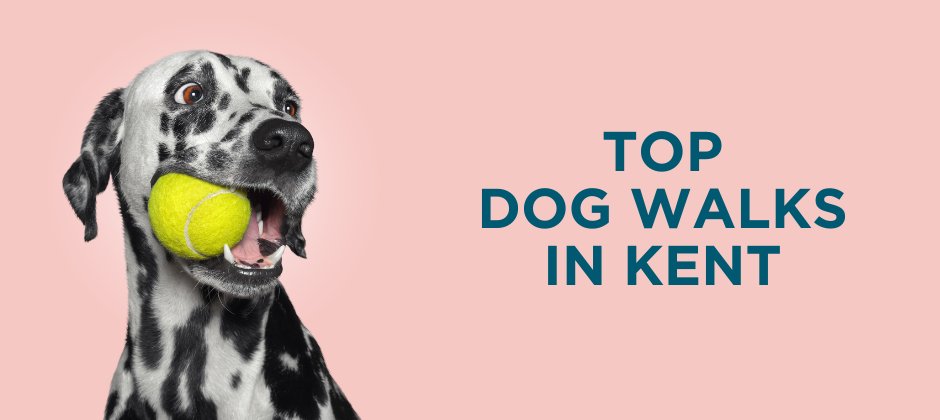 wardsofkent's tweet image. Bored of taking your dog on the same old walk around the block? 🐶

It’s time to plan your next adventure!

Visit the link to discover some great dogs walks in Kent:
👉 ow.ly/vrip50QFfGa

#Wards #EstateAgents #Kent #WalkYourDogDay #DogWalks #KentDogWalks