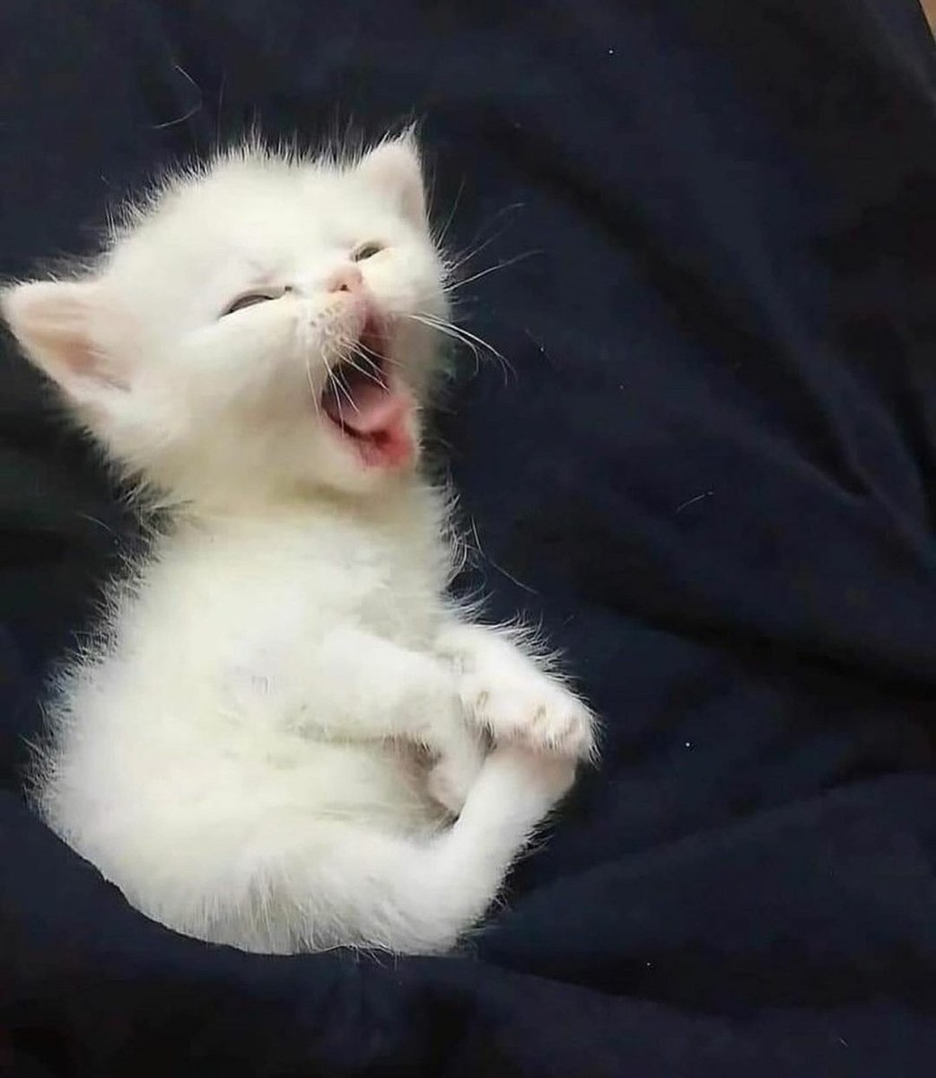 Catsillyness's tweet photo. eepy yawn https://t.co/6UVyt0EAdn
