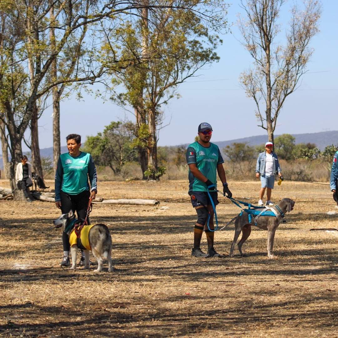 ¡Gracias por compartir esta maravillosa experiencia con todos nosotros! Esperamos seguir viendo más hazañas asombrosas de Dogs’ Trail en el futuro.

 #apaqro #amiscan #perrosvalientes #mushing #mushingdog #mushinglife #mushinglifestyle