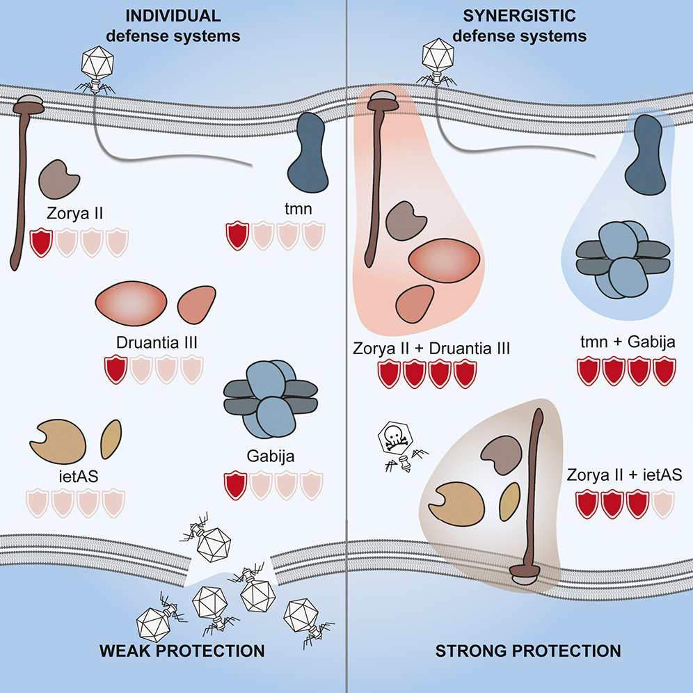 Our story about interactions between anti-phage defense systems is now in Cell Host &amp; Microbe: sciencedirect.com/science/articl…