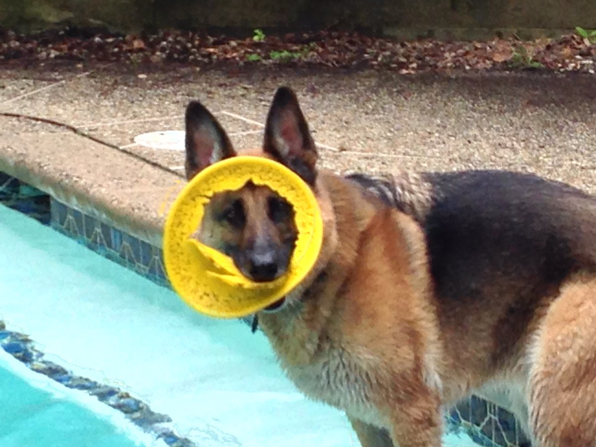 kemu808's tweet image. Sorry, not sorry. I’m on #TeamCommander!

Big dogs, esp GSD, get blamed for aggression, yet small/toy breeds often get a pass. 

 #TheView