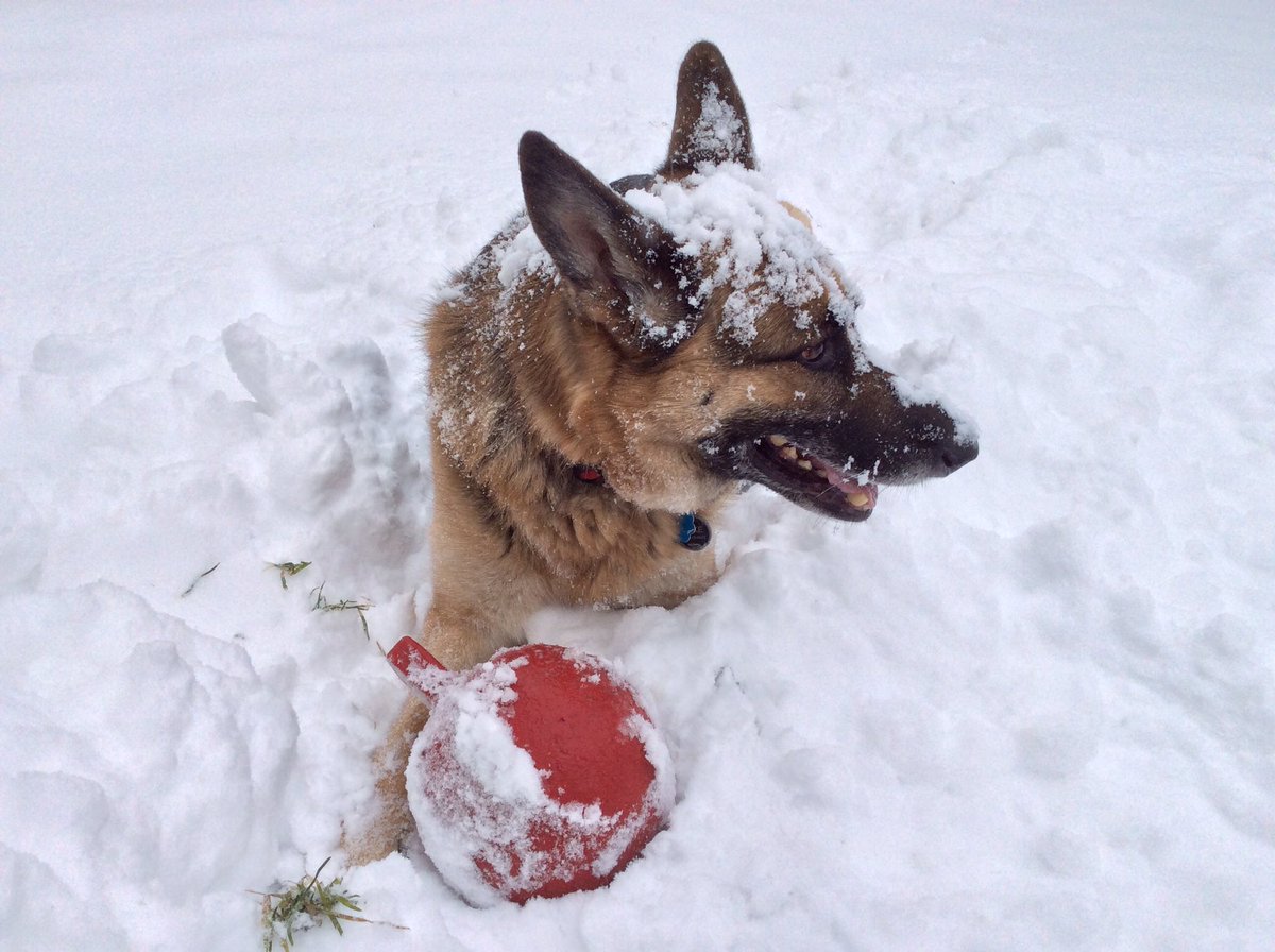 kemu808's tweet image. Sorry, not sorry. I’m on #TeamCommander!

Big dogs, esp GSD, get blamed for aggression, yet small/toy breeds often get a pass. 

 #TheView