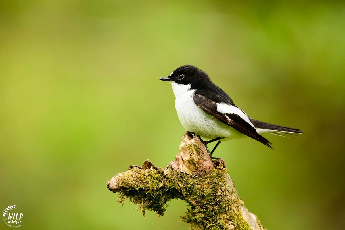 NEW PAPER in #ornithology shows that migratory birds that depart earlier and spend more time on spring migration have larger clutch sizes and produce more offspring: buff.ly/3usYdMo