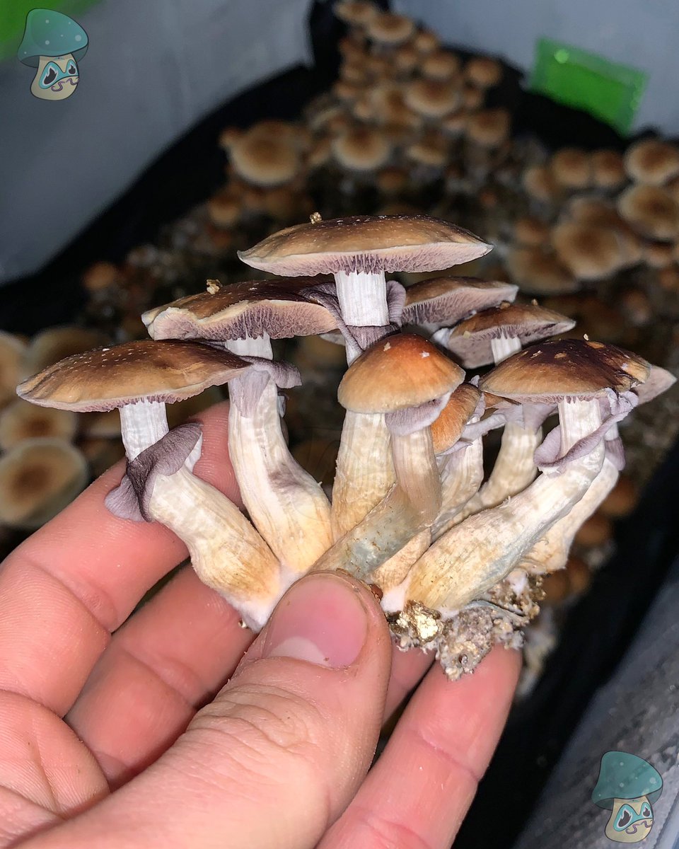 P.C Var. Senior Hongo
🍄
#hongosmedicinales #bienestarnatural #saludholistica