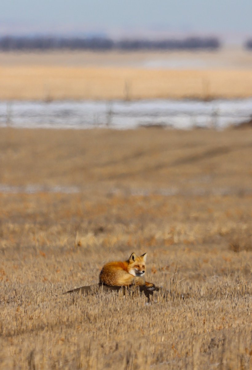 Sweepy fox