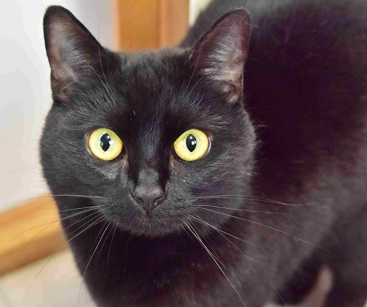 Beautiful Bluebell can be a little shy & nervous when meeting new people so needs someone to allow her time to settle & grow in confidence. She'll reward you with headbutts & lap cuddles 😻 Can you offer her the purr-fect home? #AdoptDontShop #cats #panfur cats.org.uk/horsham/adopt-…