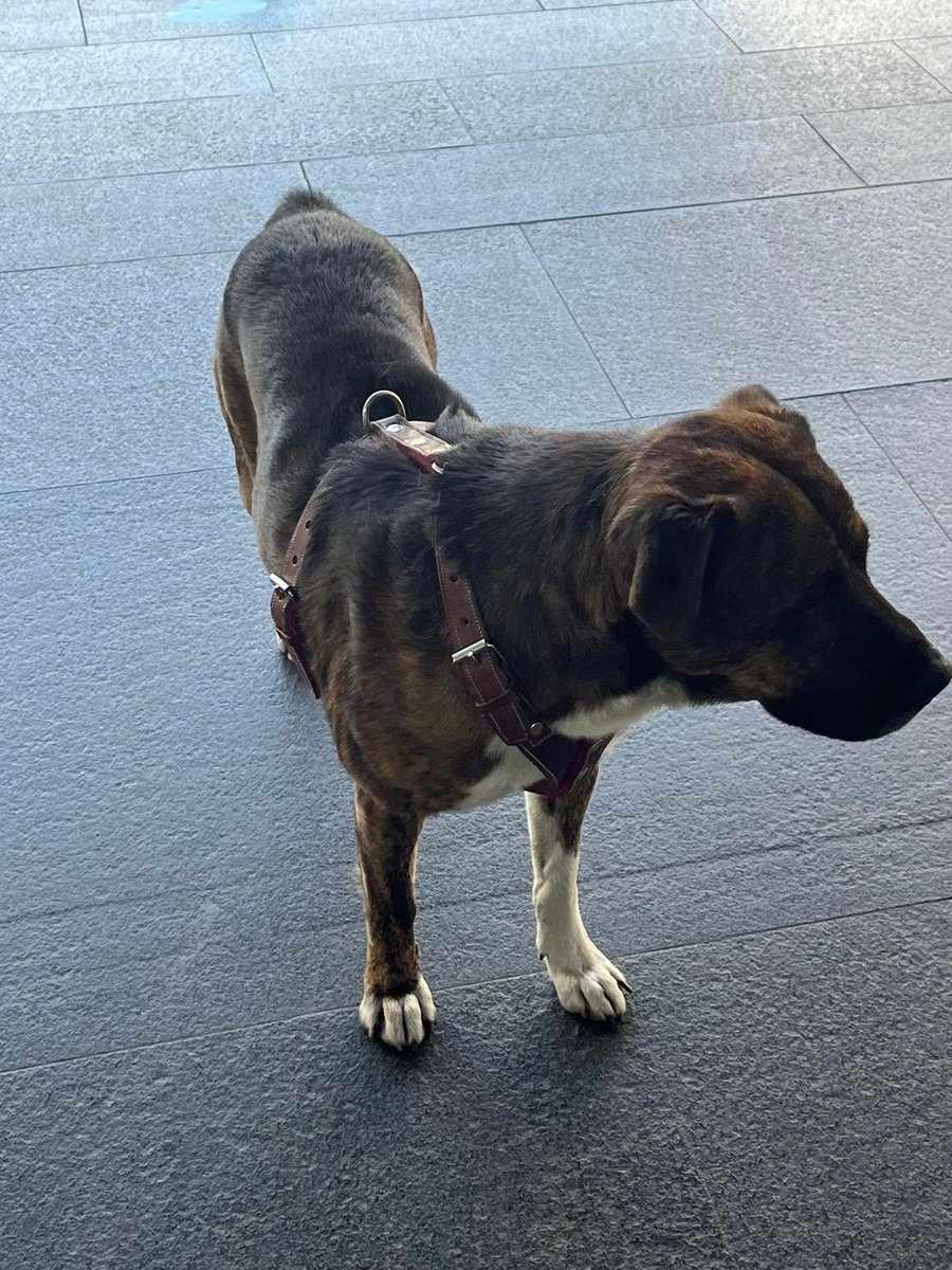 valdivia_nat's tweet photo. Encontramos a este perrito afuera de Javier Barros Sierra 540, pero no se dejó agarrar.

Si alguien lo ve o alguien lo reconoce, por favor contáctenme. https://t.co/E3k6YPhMqv