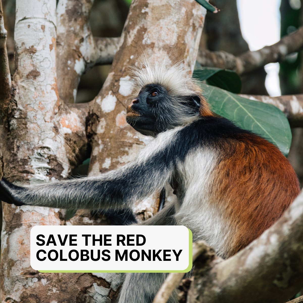MangroveProject's tweet photo. 🐵 Meet the #RedColobus (Procolobus badius), a Western African primate facing survival threats. Its habitat spans from #Senegal to #Ghana, but logging, hunting, and habitat loss endanger its existence. https://t.co/uLzrOPKNaf