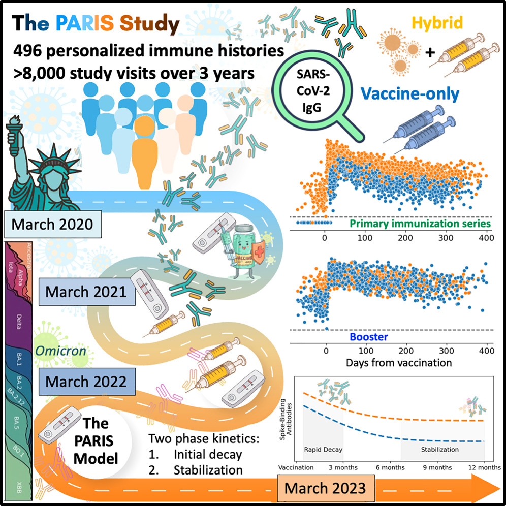 Our waning of #SARSCoV2 spike-specific IgG antibodies after vaccination and/or infections is not as bad as thought, levels stabilize and are durable after 7-9 months
cell.com/immunity/fullt… <a href="/ImmunityCP/">Immunity</a> <a href="/VivianaSimonLab/">Simon Lab (ISMMS)</a> <a href="/florian_krammer/">Florian Krammer</a>
