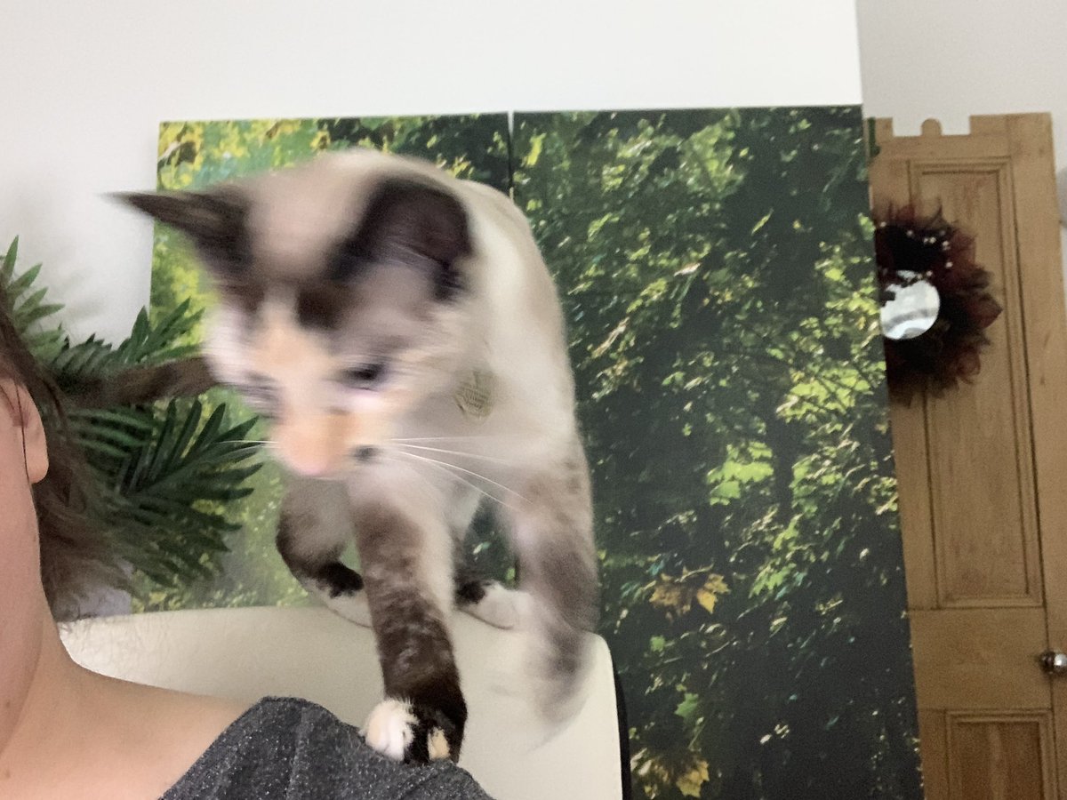 helenraw's tweet photo. Wee #AuroraBoo: I know what Aunty Helen needs to help her through this shift…
Aunty Helen:
She stood on my shoulder for best part of 15 minutes 😹🥰😹🥰 https://t.co/IdseyRa0vZ