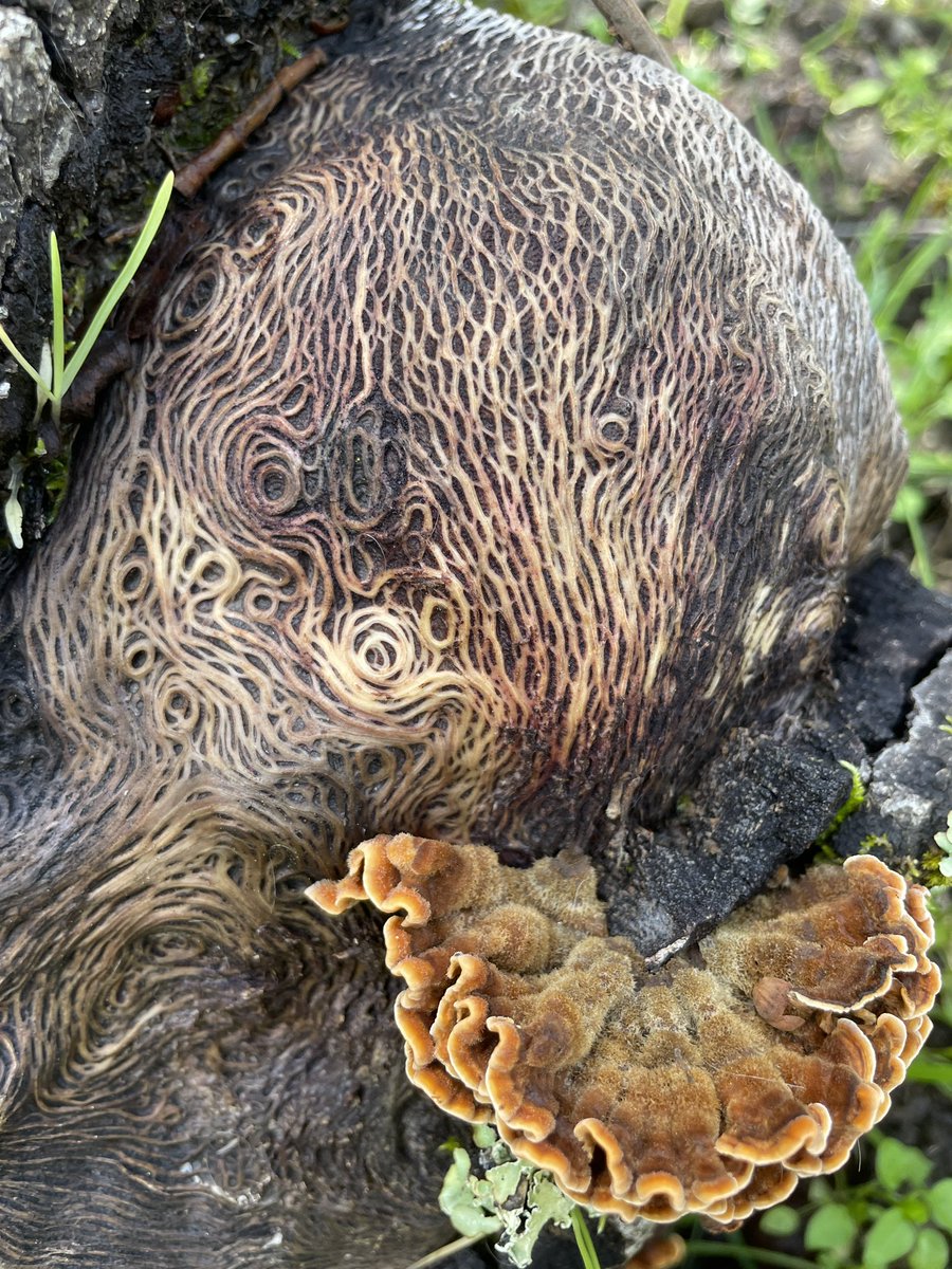 Twitter dendrologists, mycologists, &/or oak pathologists, I need your help: 

what the heck did I stumble upon in the oak woodlands yesterday?

Fallen oak. San Ramon/Dublin area. Looks like fungus is Stereum ostrea? But what causes this pattern? Exposed xylem & phloem? Mycelia?