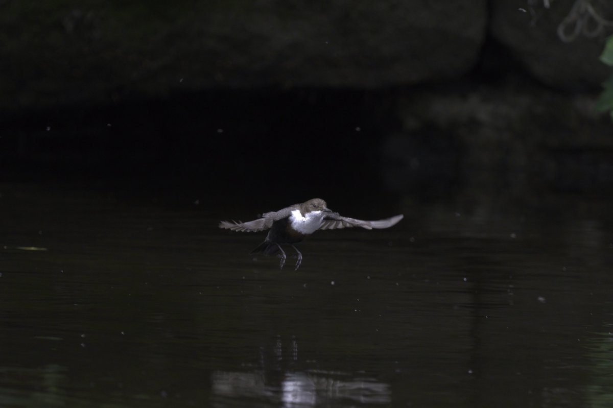 #dipper #birdsinflight #ukbirds #wildlifelovers #nature_perfection #BirdsSeenIn2022 #birds #wildlifephotography #birdphotography #NaturePhotography #birdwatching #birding #photooftheday #birds_captures #birdlovers #rspb_love_nature #nikond500 #sigma150600 #birdportrait