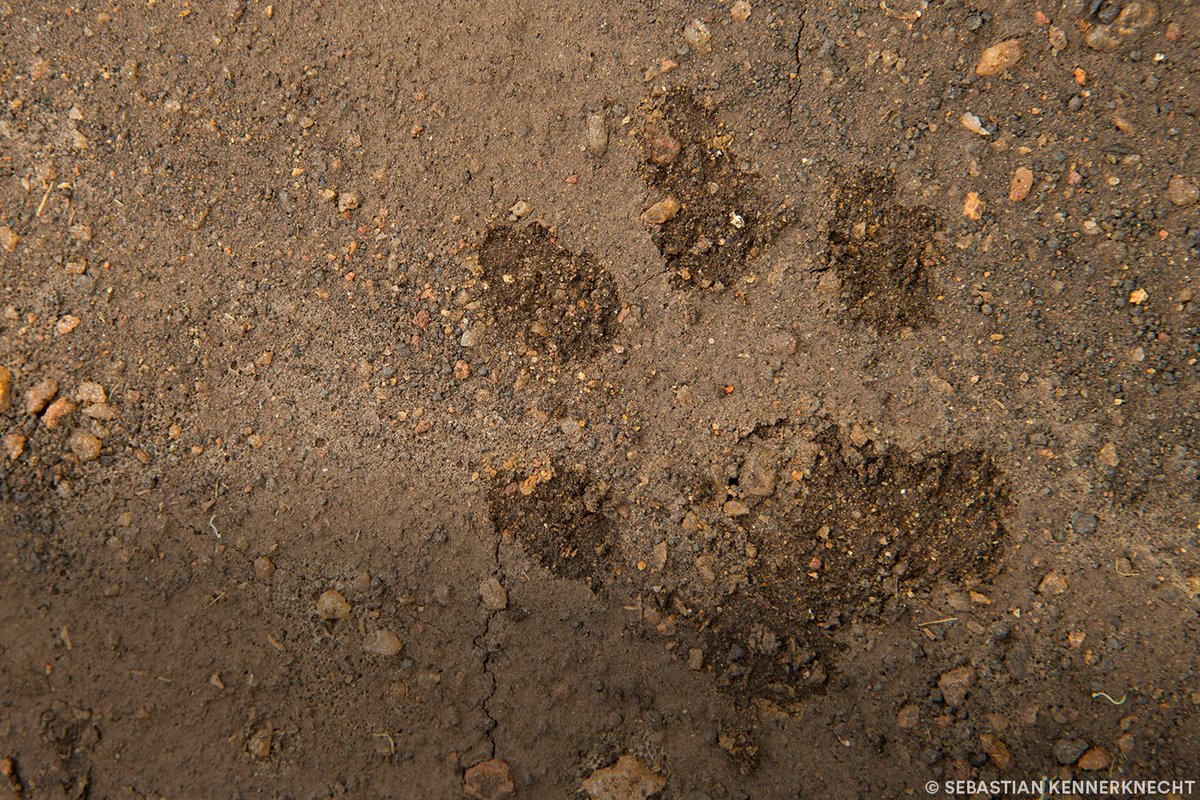 PantheraCats's tweet photo. Imagine how difficult it is to navigate your way through a water-filled maze, with giants several times larger than you potentially behind every corner. This is what the fishing cats who live in and around Khao Sam Roi Yot National Park must face every day. #WeCanCoexist https://t.co/GhYr2Ay0UF