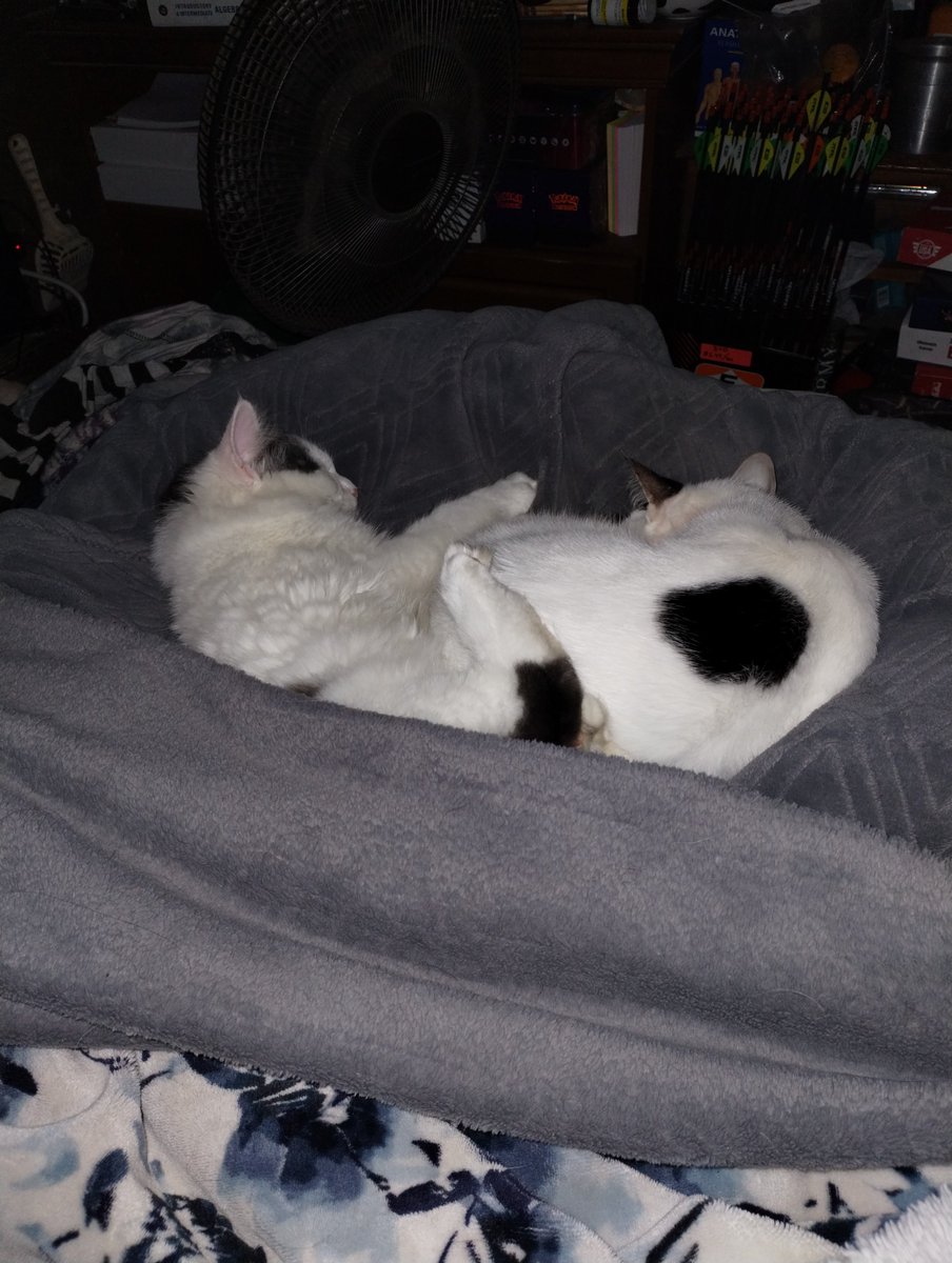 Had issues sleeping and I thought was just one cat but I was bamboozled 🤣  they slept like babies while I still feel like I got barely any 😂 #cats #CatsOfTwitter #CatsLover #calico #greyandwhite #5months #6years #sleepproblems