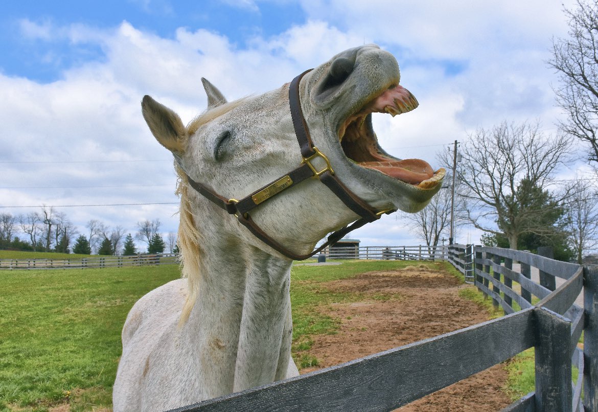 A big yawn for the birthday boy!! Happy 30th Birthday to Hall of Famer, Silver Charm! 🩶