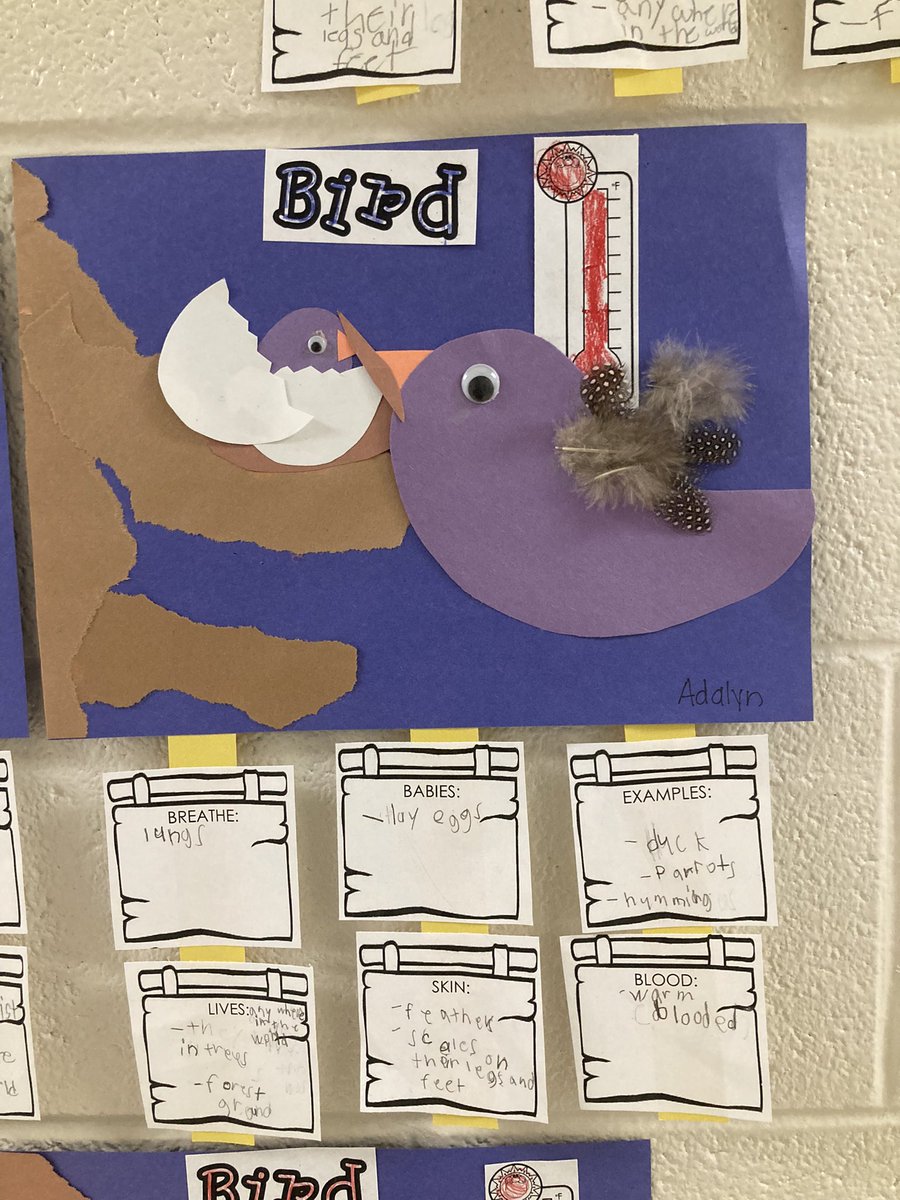 milesnawmiles's tweet image. Integration of science &amp;amp; ELA is at work in @JulieVmillion #ElemScience class @northside_jcs Ss learning how to classify animals and describe life cycles.