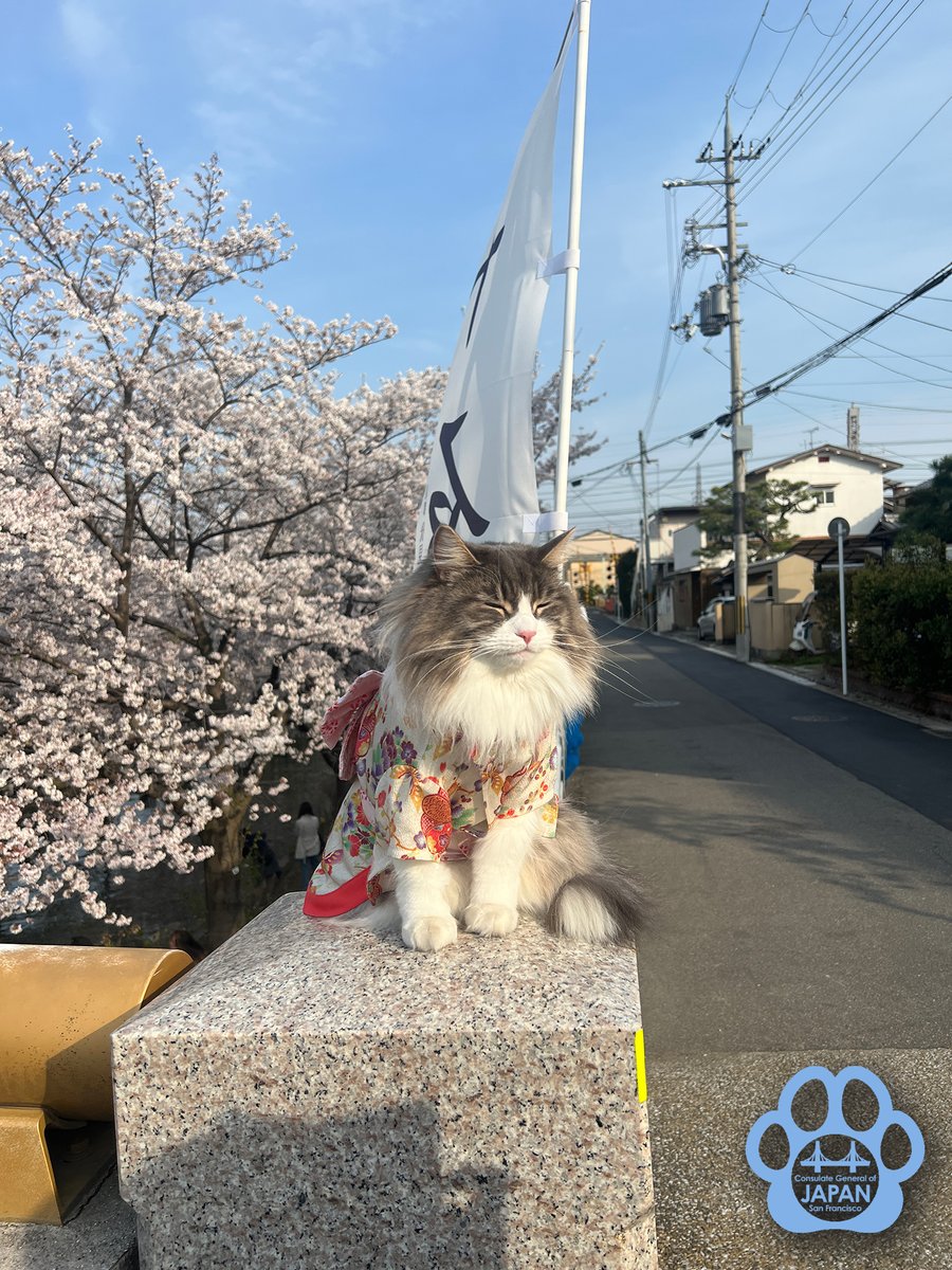 JAPANinSF's tweet photo. 😺Today is #NekonoHi, #CatDay in Japan!
In English (Felineglish?) cats say “meow” but in Japanese (Nekongo?) cats say “#Nyan”!
2/22, can be read as “ni-ni-ni” in Japanese, or humorously as “nya-nya-nya”, like a cat.
Enjoy these feline photos from our #OnceinJapan photo contests! https://t.co/mAormPQSBd
