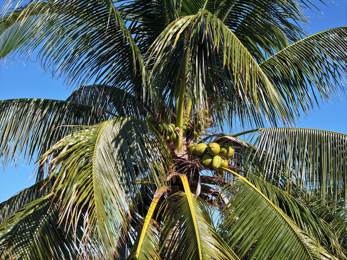 skyviewmotions's tweet photo. Coconuts!
#coconut #photography #dronephotography #djimavicpro #southflorida https://t.co/PUFM5rsGV4