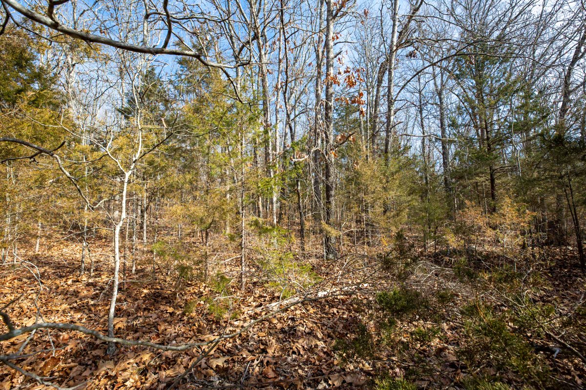 classicland's tweet photo. Missouri Land For Sale
Forest Hill has 13 lots of approx  5-8 acres available starting at $42,670. 
-Electricity and county road access are available. 
Located 10 miles from Houston Missouri
Learn more: https://t.co/cp4FpsBhTG
#Missouri #Missouriland #landforsale #land https://t.co/ydRmB2TrbU