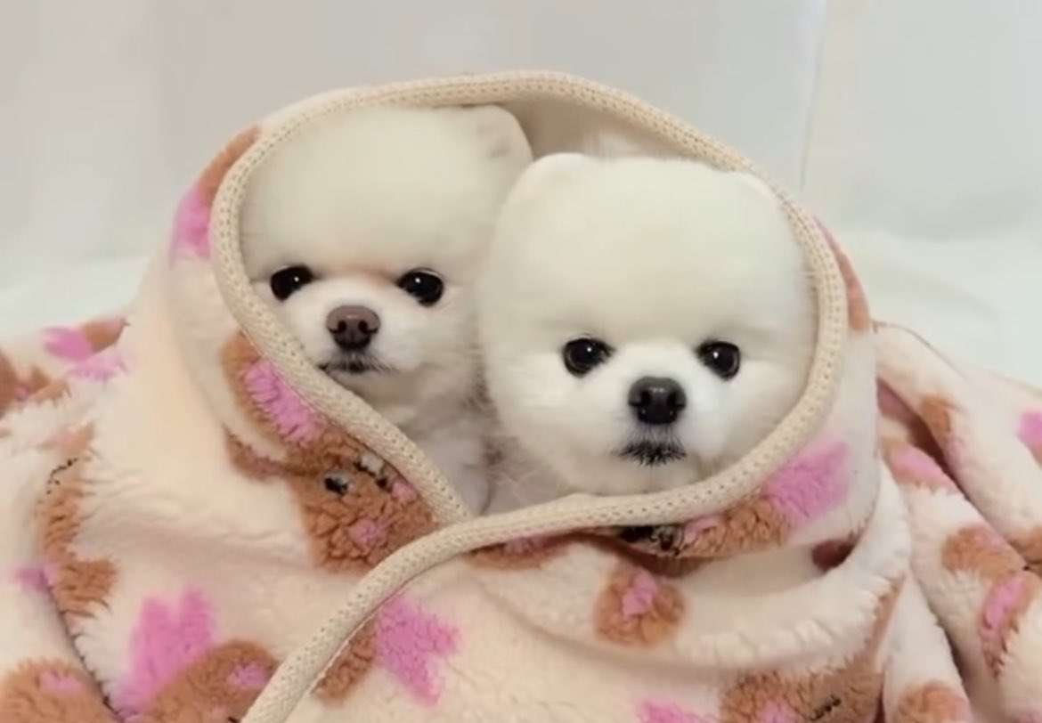 sjmuir's tweet image. Happy BC Budget Day! A moment to remember that attracting and keeping investment in a country or province requires active effort. (I’ve been advised to soften the message, hence gratuitous puppy image.) #quietquitting