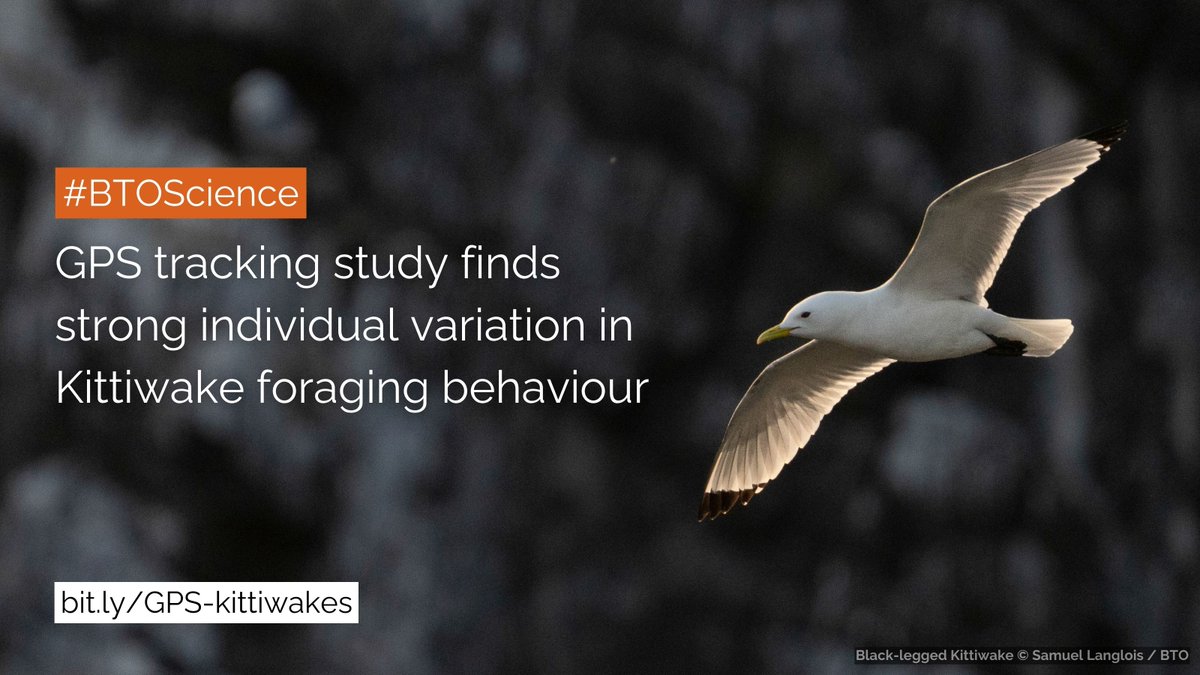 New #BTOScience finds that individual Kittiwakes vary greatly in their foraging behaviour in response to environmental conditions and offshore wind farms. 👉 bit.ly/GPS-kittiwakes #GPSTracking #Seabirds #MarineRenewables