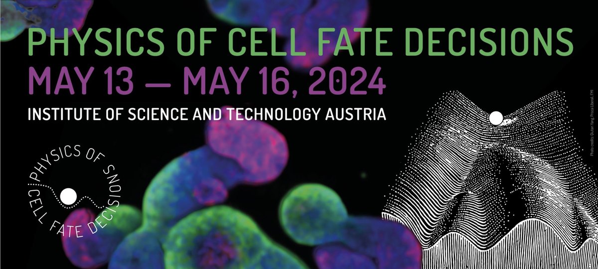 Conference alert! The first 'Physics of cell fate decisions' conference will take place in May 2024 at @ISTAustria ! Exciting speakers at the interface of physics, information theory, dev/cell bio, and data science + many slots for contributed talks! Apply before April 22!