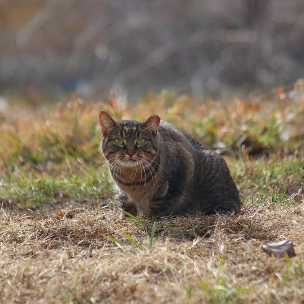 NEHumaneSociety's tweet image. Our Community Cat Program Coordinator Monica is taking over NHS social media for #TakeoverThursday! She can't wait to tell you all about our new Community Cat Program (CCP)! 💕🐈