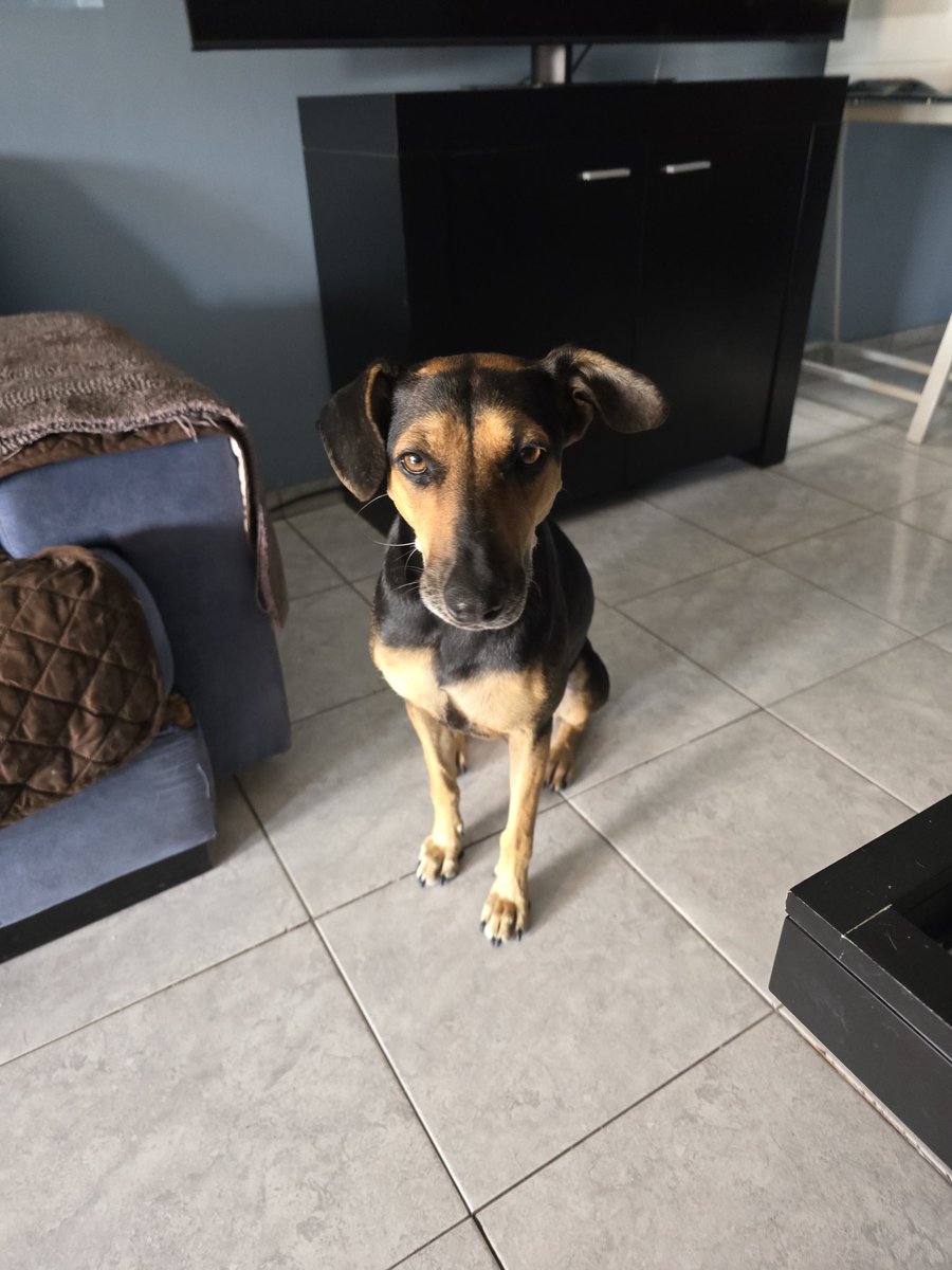 JungParkAR's tweet photo. Espero poderle encontrar una familia en menos de 1 mes que tengo un viaje, el vete en camino para revisión, perra mediana de muy buen comportamiento busca una familia que la adopte, va en correa sin tironear y se lleva bien con todo el mundo animal incluyendo humanos. 1154117275 https://t.co/csse3Pverp
