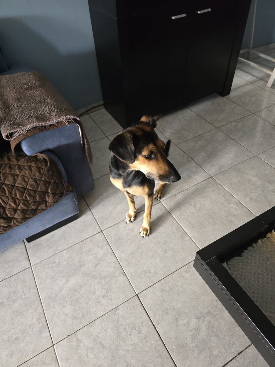 JungParkAR's tweet photo. Espero poderle encontrar una familia en menos de 1 mes que tengo un viaje, el vete en camino para revisión, perra mediana de muy buen comportamiento busca una familia que la adopte, va en correa sin tironear y se lleva bien con todo el mundo animal incluyendo humanos. 1154117275 https://t.co/csse3Pverp