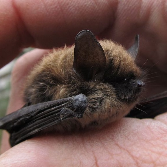 Let's raise awareness for local bat species! 🦇 This lecture covers their unique ecology, the benefits they provide us, and current threats to them and their status. 

📅 Wed, March 6
📍 Grapevine Public Library
🕒 7:00 – 8:00 pm
🌐 KeepGrapevineBeautiful.org/Bats