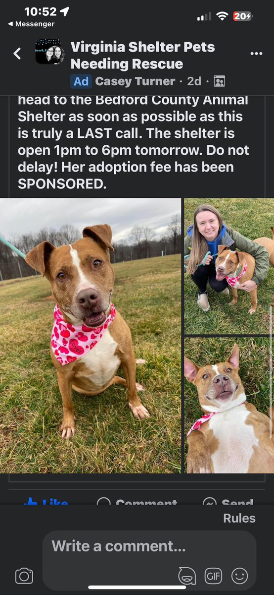 Please don’t let this dog down.