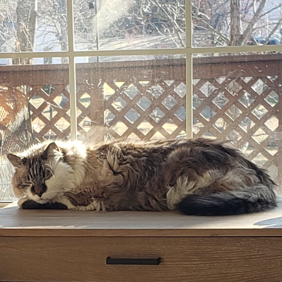 WBRCnews's tweet photo. Today's Pet of the Day is a 14-year-old Persian cat named Biscuit. He belongs to Joel and Virginia Medders.

If you'd like to see your pet featured on our show and social media channels, submit their photo to gooddaypetpic@wbrc.com. https://t.co/1evmAXTsqJ