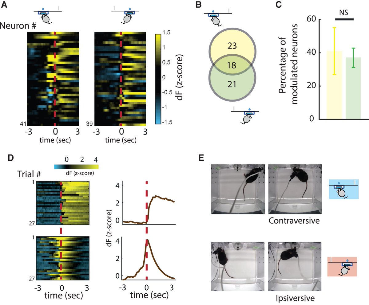 Inscopix (@inscopix) on Twitter photo Ever wondered how #dopamine influences movement sequences in #ParkinsonsDisease? Using #nVista, <a href="/Mendonca_MD/">Marcelo Mendonça</a> & <a href="/ruimcosta/">Rui Costa</a> et al at <a href="/Neuro_CF/">ChampalimaudResearch</a> & <a href="/AllenInstitute/">Allen Institute</a> studied its role in SNc and impact on movement sequences. Fascinating research <a href="/CurrentBiology/">Current Biology</a> ➡️ hubs.ly/Q02lY_JR0 Ever wondered how #dopamine influences movement sequences in #ParkinsonsDisease? Using #nVista, <a href="/Mendonca_MD/">Marcelo Mendonça</a> & <a href="/ruimcosta/">Rui Costa</a> et al at <a href="/Neuro_CF/">ChampalimaudResearch</a> & <a href="/AllenInstitute/">Allen Institute</a> studied its role in SNc and impact on movement sequences. Fascinating research <a href="/CurrentBiology/">Current Biology</a> ➡️ hubs.ly/Q02lY_JR0
