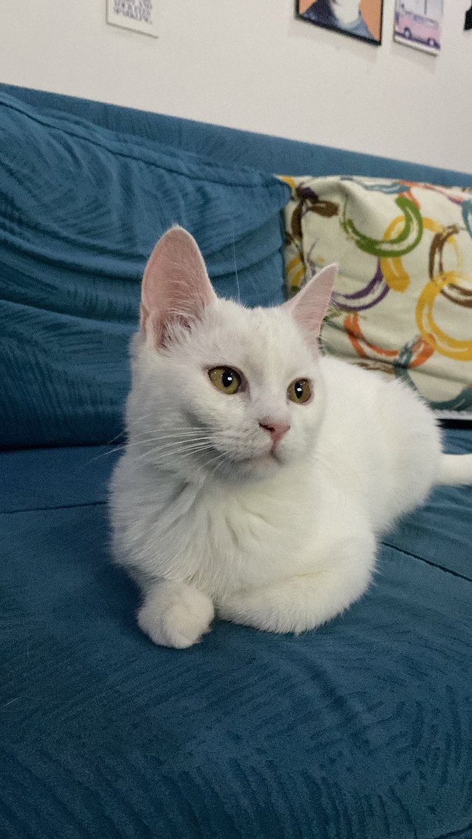 FundaTimur's tweet photo. Disi kedi sahiplenmek isteyen dm lutfen @KediSahiplendir @KediSahipleri https://t.co/2eX615imhs