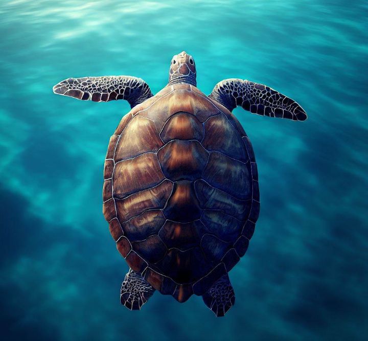 lovethatmindset's tweet photo. Art of the Day: "Clear Blue Waters SeaTurtle". Buy at: https://t.co/JdJusKrAsx https://t.co/NUVTulSr7V