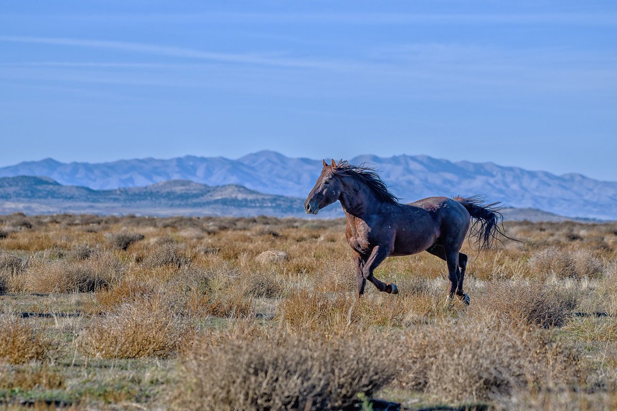 My world is a better place when wild horses run free! #ThrowbackThursday

Find prints: wildhorsephotographs.com/onaqui-mountai…

#GetYourWildOn #WildHorses #Horses #FallForArt #Horse #Equine #FineArt #AYearForArt #BuyIntoArt #HorseLovers #Equine #FineArtPhotography #PhotographyIsArt