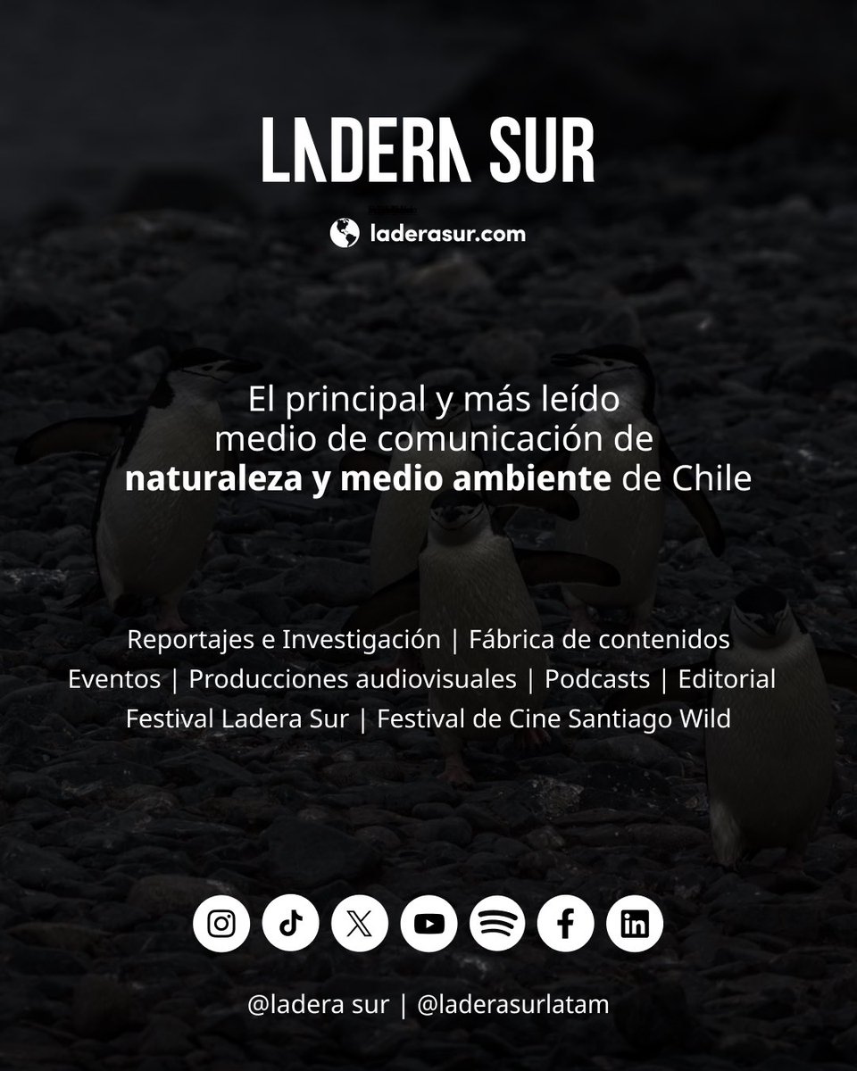 #Estapasando “Se recomienda sacar la foto de este volantón”: Rechazan proyecto minero por omitir información de fauna protegida en informe de impacto