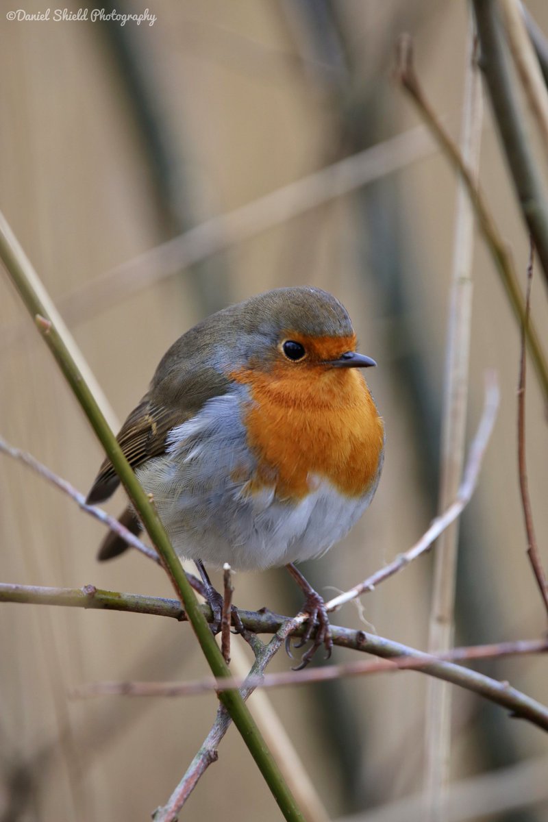 DanielShield95's tweet photo. Up close with a European Robin

#TwitterNatureCommunity #TwitterNaturePhotography #birdwatching #birding #Robin https://t.co/q2hNtNqnfu