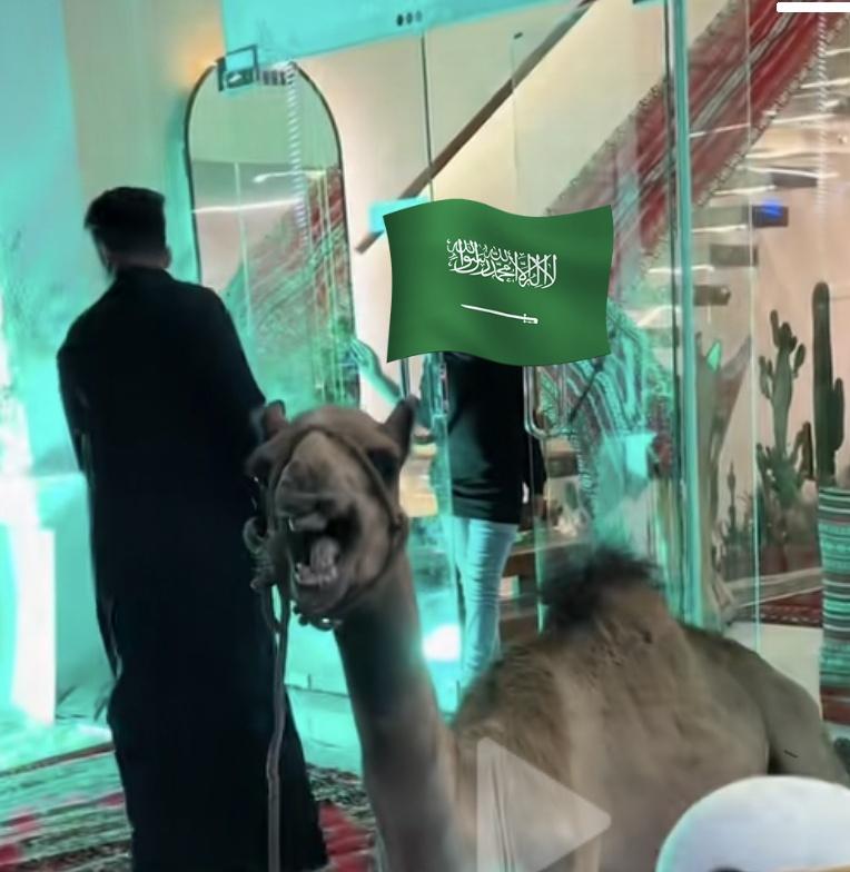 SaudiAnimals's tweet photo. #يوم_التأسيس نتمنى من ملاك المقاهي عدم استخدام الحيوانات كديكور ليوم التأسيس ومراعاة طبيعة الحيوان وحاجته لمكان مناسب وهادئ ونتمنى توضيح من @MEWA_KSA من ناحية هل يتوافق استخدامهم بهذا الشكل مع نظام الرفق بالحيوان واشتراطات توفير بيئة مناسبة للحيوان في الانشطة التجارية https://t.co/yC20uHzEkj