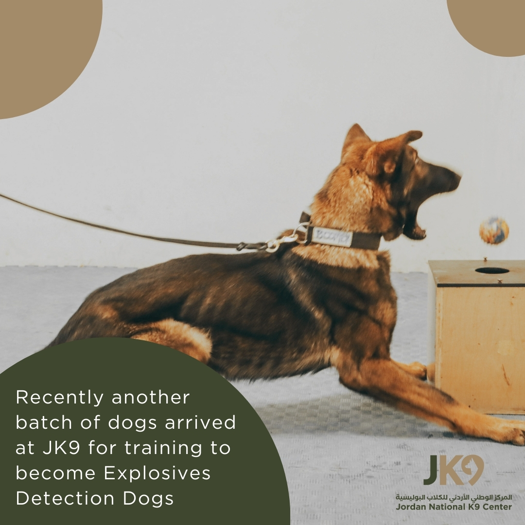 Recently another batch of dogs arrived at JK9 for training to become Explosives Detection Dogs

#JK9 #amman #worldpolicesummit #sofex #k9 #k9training #k9traininggear #edd #detectiondog #detectiondogtraining