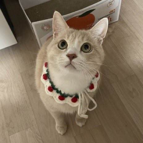 withmypotato's tweet photo. 😻 https://t.co/xhhVKQ7biN