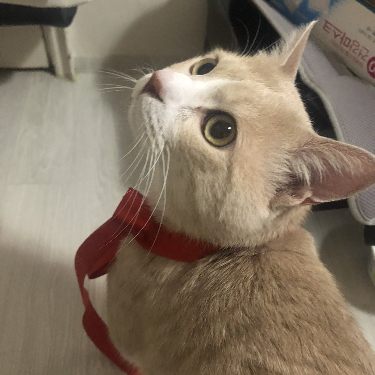 withmypotato's tweet photo. 😻 https://t.co/xhhVKQ7biN