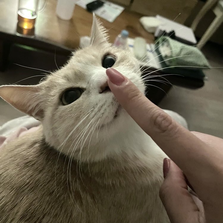 withmypotato's tweet photo. 😻 https://t.co/xhhVKQ7biN