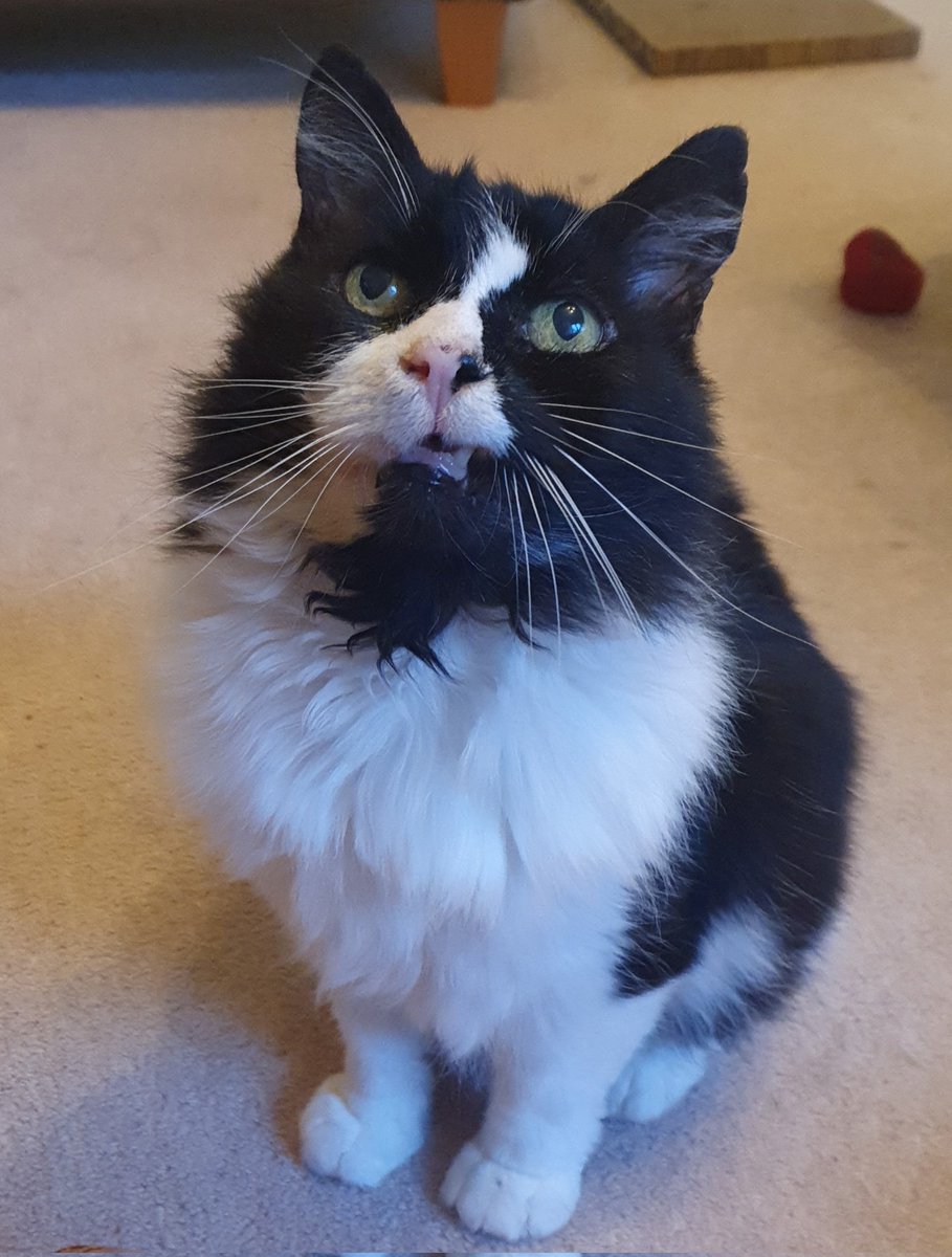 Coming home to this face 😍