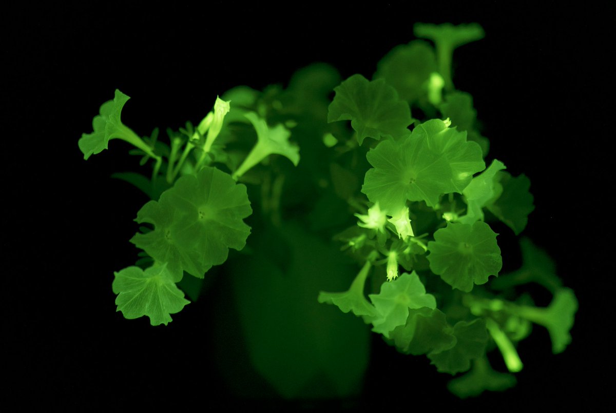 Before and after, lights on/lights off, pictures of the same bio luminescing petunia plant sold by LightBio
