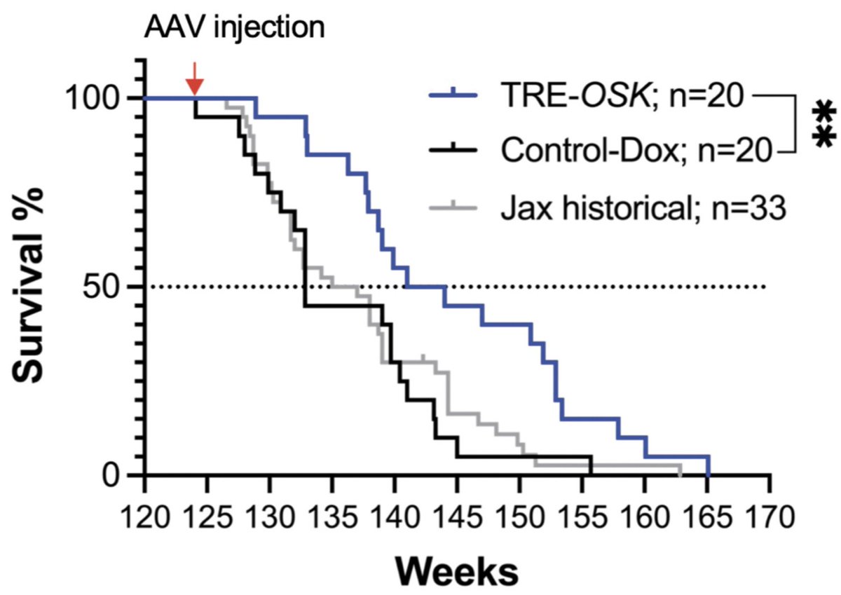 Cellular Reprogramming (@cellrepjrnl) on Twitter photo Our new article reveals that gene therapy-mediated partial reprogramming extends lifespan and reverses age-related changes in aged mice, showcasing lifespan extension in wild-type animals through in vivo reprogramming. <a href="/eskamoah/">Noah</a> <a href="/cc_biology_/">Carolina Cano M</a> <a href="/rejuvenatebio/">Rejuvenate Bio</a>
liebertpub.com/doi/10.1089/ce… Our new article reveals that gene therapy-mediated partial reprogramming extends lifespan and reverses age-related changes in aged mice, showcasing lifespan extension in wild-type animals through in vivo reprogramming. <a href="/eskamoah/">Noah</a> <a href="/cc_biology_/">Carolina Cano M</a> <a href="/rejuvenatebio/">Rejuvenate Bio</a>
liebertpub.com/doi/10.1089/ce…